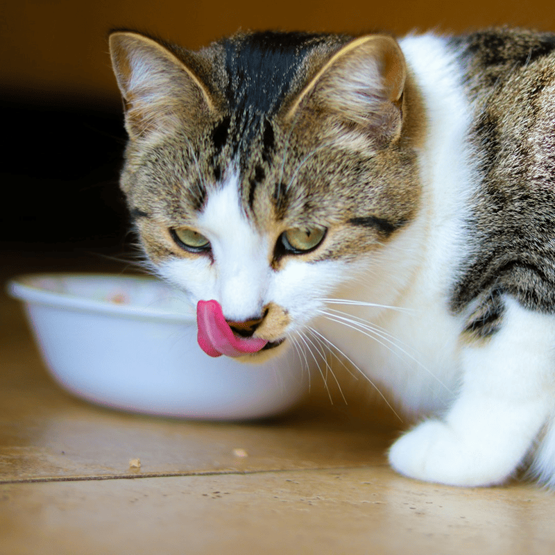 Tuna Delight Canned Cat Food
