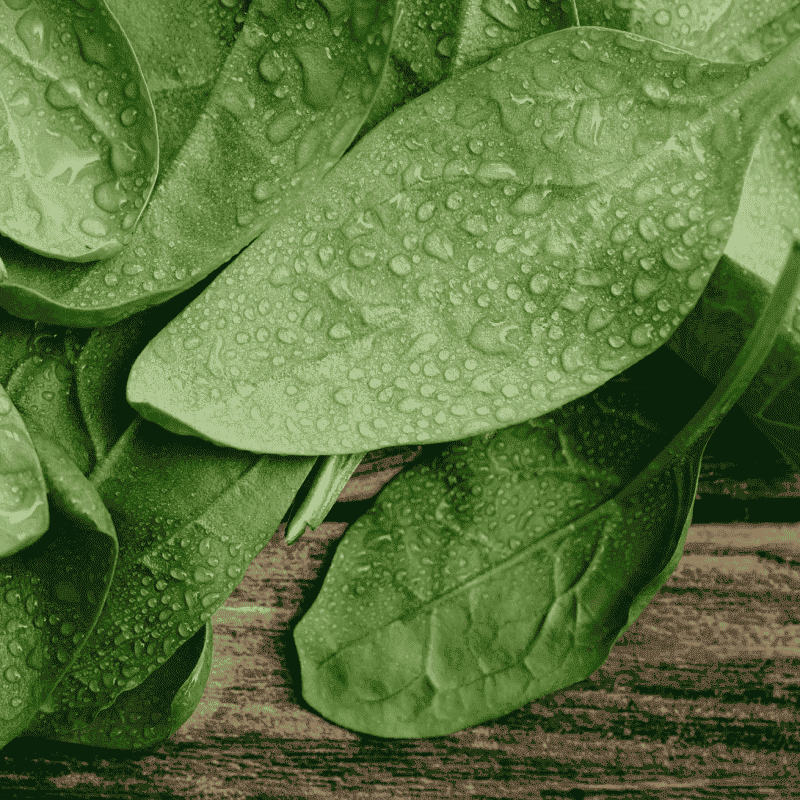 Fresh Organic Spinach – Nutrient-Rich & Healthy Green