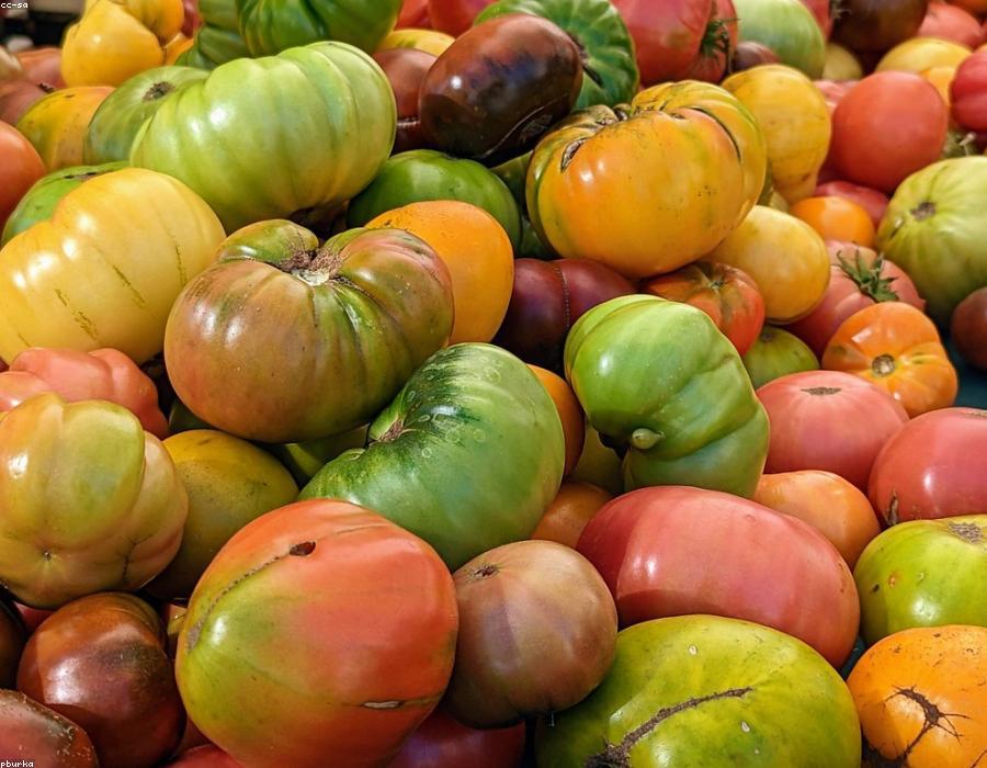 Organic Tomato