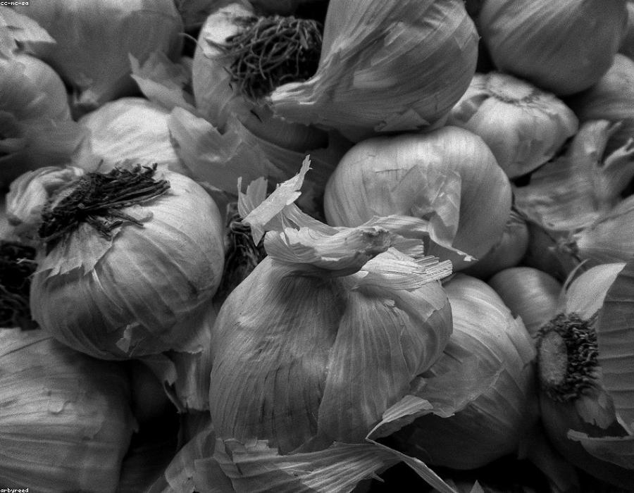 Fresh Garlic