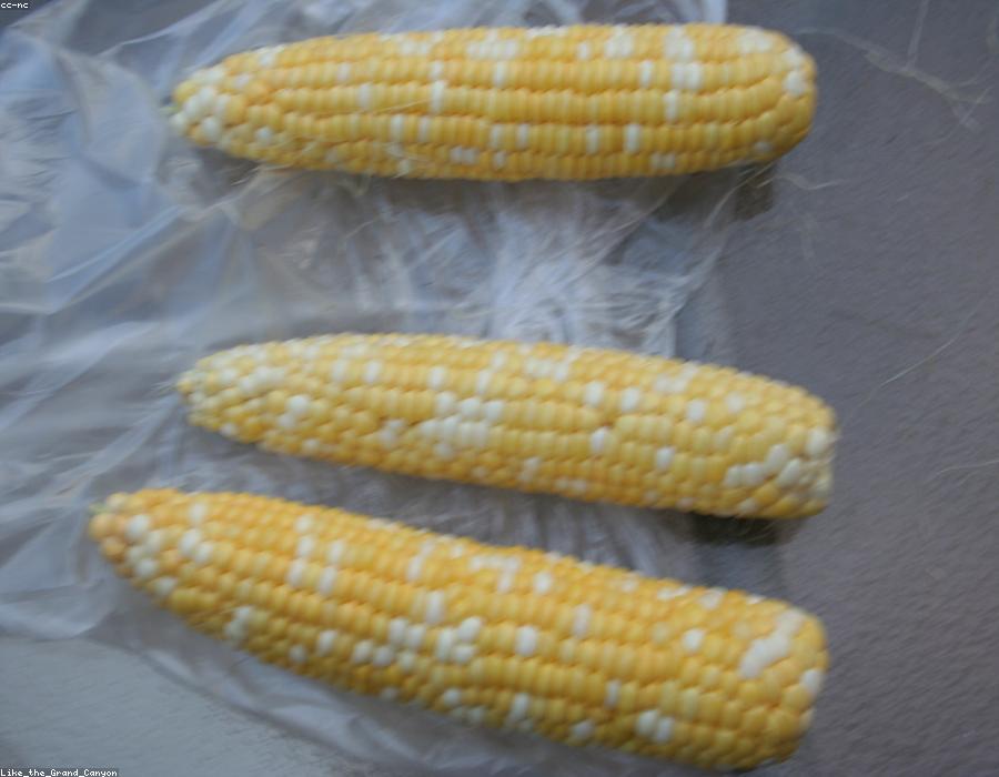 Sweet Corn