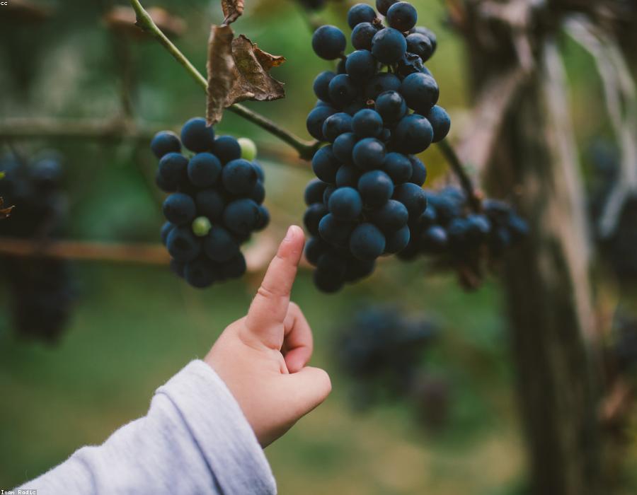 Fresh Grapes