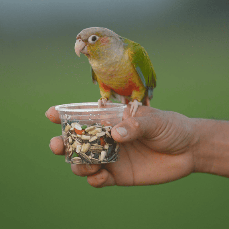 NutriMix Parrot Blend (1kg)