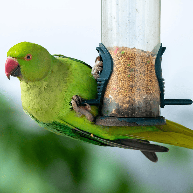 NutriMix Parrot Blend (1kg)