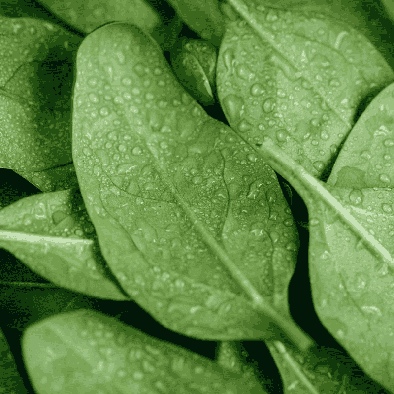 Fresh Organic Spinach – Nutrient-Rich & Healthy Green