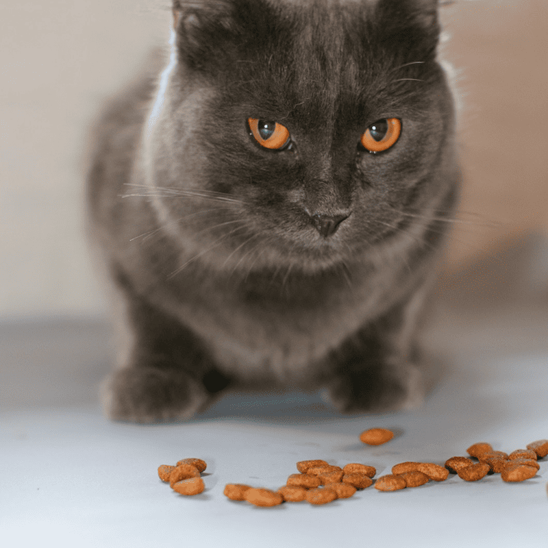 Tuna Delight Canned Cat Food