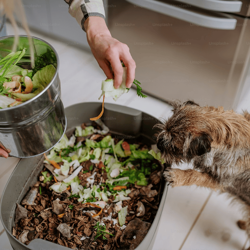 Grain-Free Salmon Recipe Dog Food