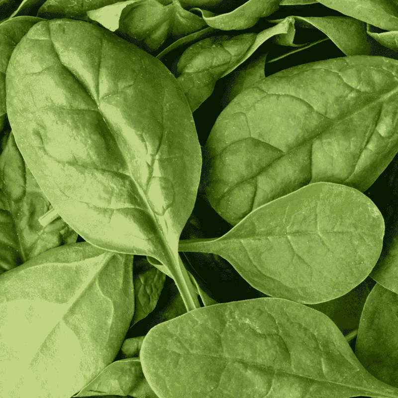 Fresh Organic Spinach – Nutrient-Rich & Healthy Green