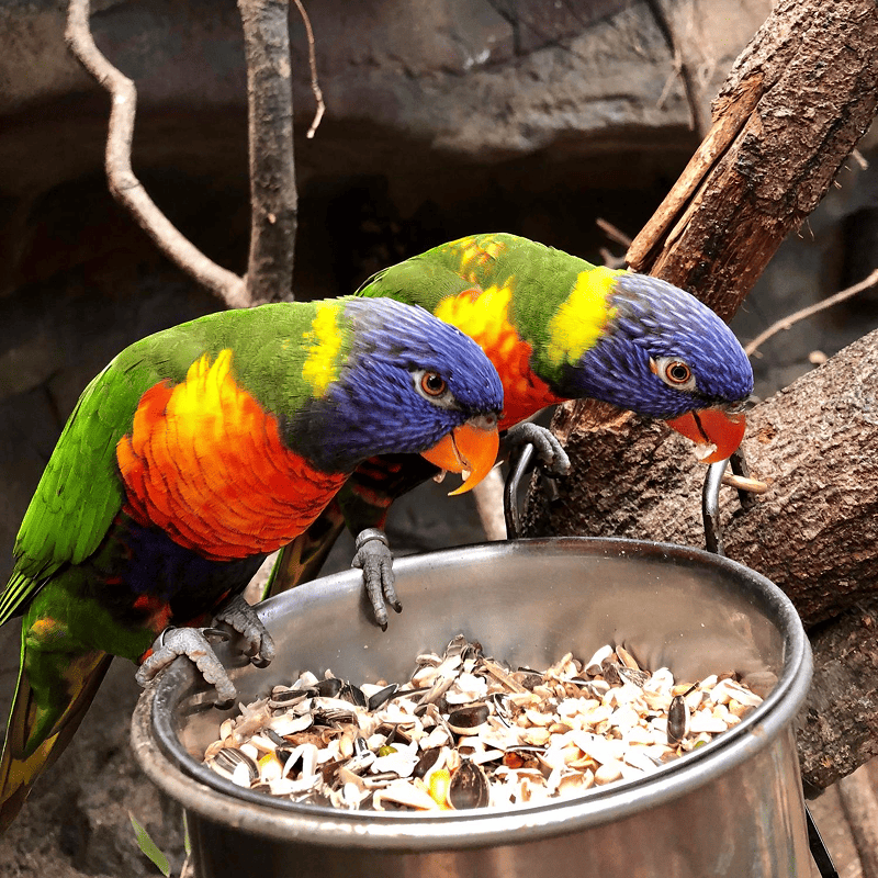 NutriMix Parrot Blend (1kg)