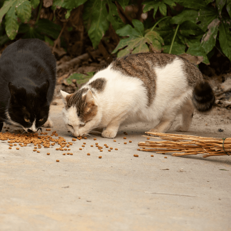 Tuna Delight Canned Cat Food