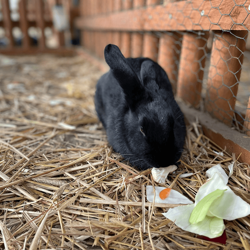 Fresh Meadow Hay (1kg)