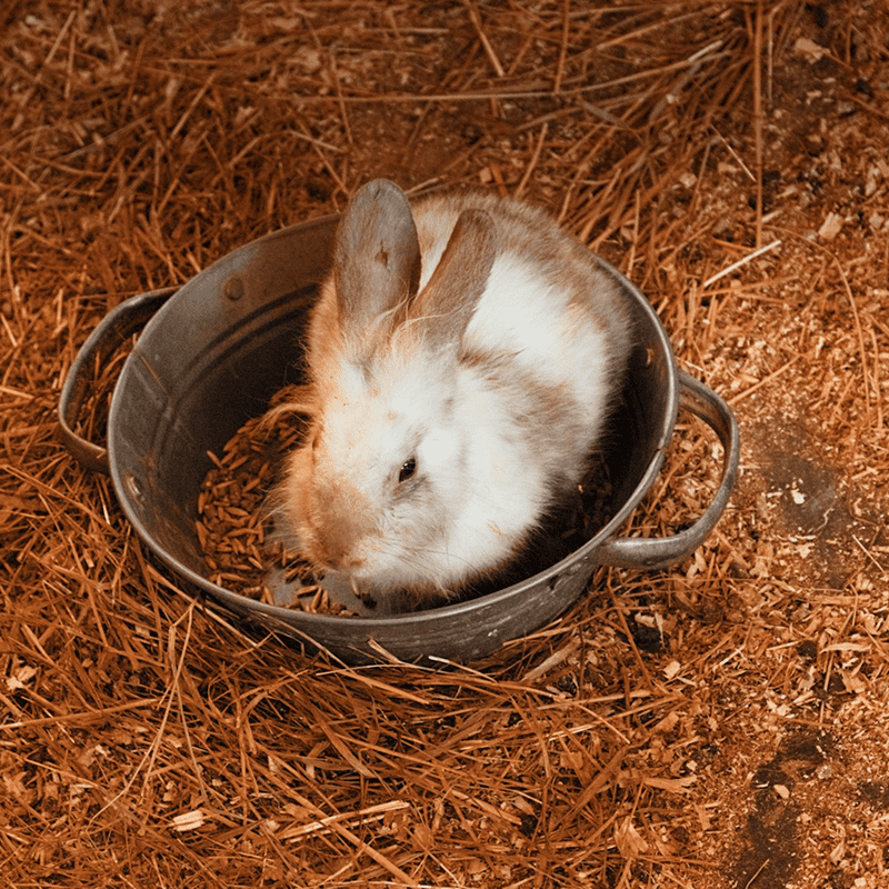 Natural Rabbit Pellets (2kg)