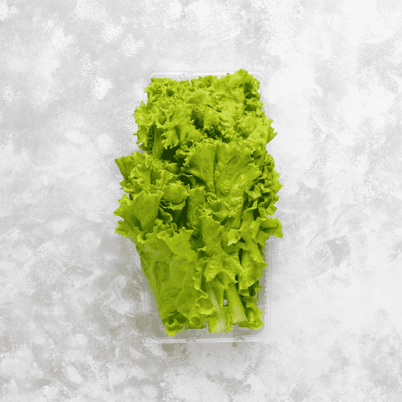 Fresh Crisp Lettuce – Organic, Nutrient-Packed & Refreshing Green