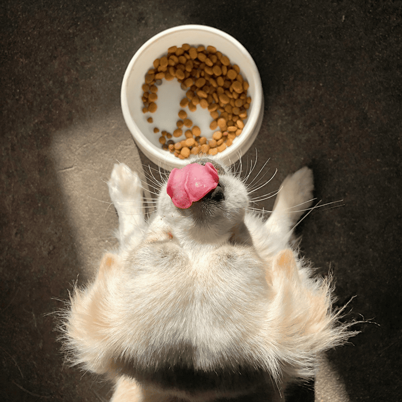 Beef & Rice Puppy Formula