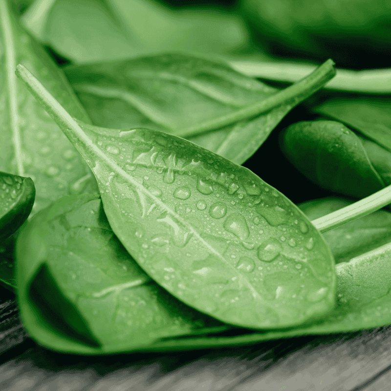 Fresh Organic Spinach – Nutrient-Rich & Healthy Green